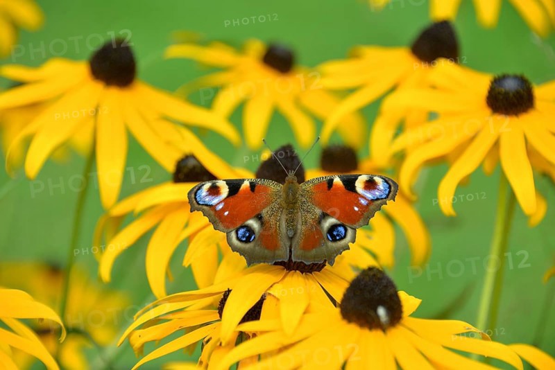 Peacock butterfly (Aglais io) in a garden on a flower of Rudbeckia fulgida (Rudbeckia fulgida), Bavaria, Germany, Europe