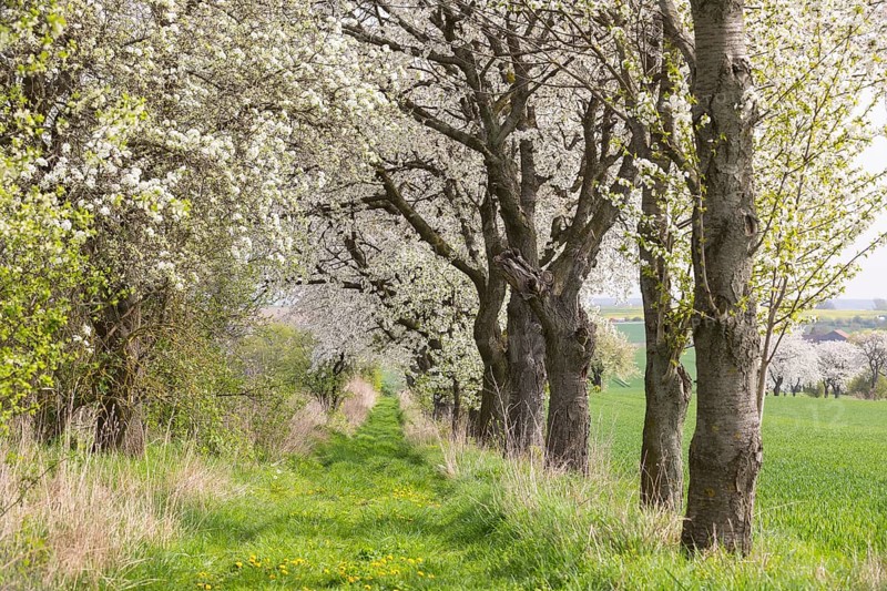 Fruit tree avenue in bloom, meadow path with flowering cherry trees (prunus) near Zaschwitz, Grimma, Saxony, Germany, Europe