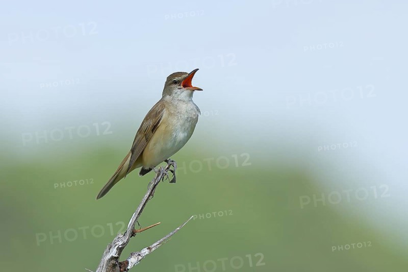 Great Reed Warbler (Acrocephalus arundinaceus) with open beak, singing, twittering, sitting on a twig, singing station, natural habitat, migratory bird, songbirds Lake Neusiedl, Burgenland, Austria, Europe