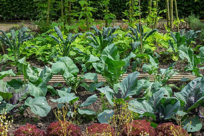 Garden with various vegetable plants, including kale and lettuce, arranged in rows, with lush green foliage and neat beds, Kreislehrgarten, Burgsteinfurt, Münsterland, Germany, Europe