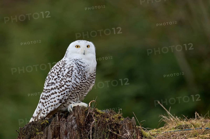 Snowy owl (Bubo scandiacus) captive, Czech Republic, Europe
