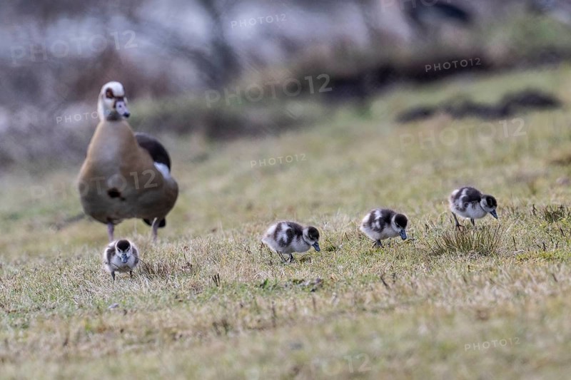 Egyptian goose (Alopochen aegyptiaca) with young, Emsland, Lower Saxony, Germany, Europe