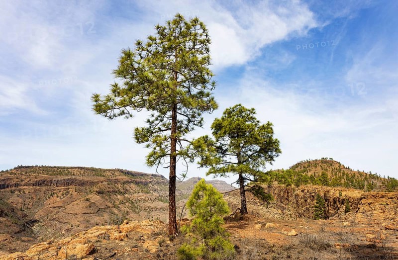 Pine tree in the Palmitos mountains, Gran Canaria, Canary Islands, Spain, Europe