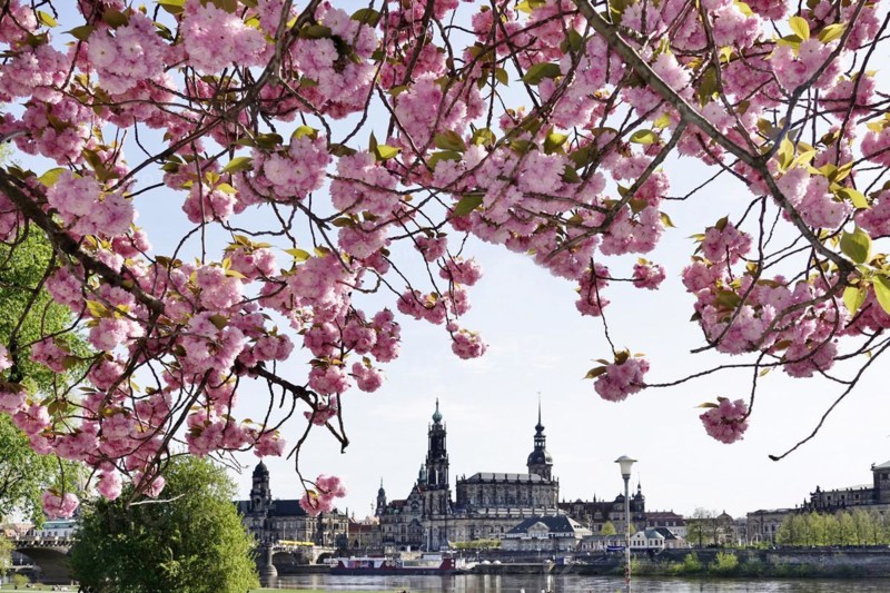 Dresden in spring, blossom of the ornamental cherry, view to the Hofkirche and the castle, Saxony, Germany, Europe