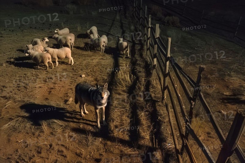 Aerial view, Top down view, A wolf stands at a pasture fence at night and observes a grazing flock of sheep, Symbolic image for herd protection, Danger, Killing by wolf attack, AI generated, AI generated, AI generated