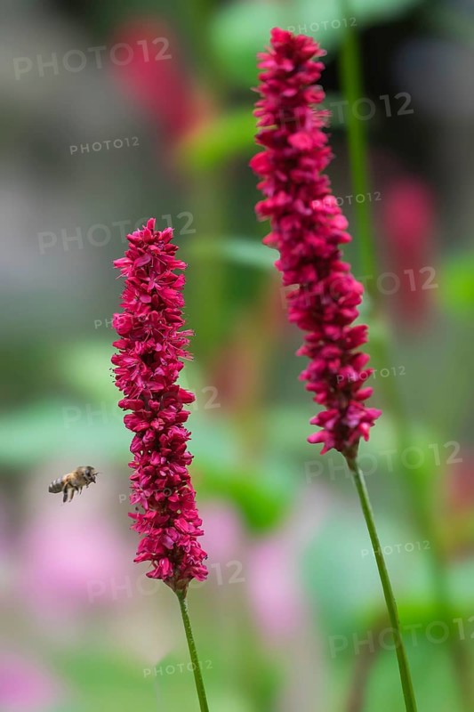 Candle knotweed (Persicaria amplexicaulis), North Rhine-Westphalia, Germany, Europe