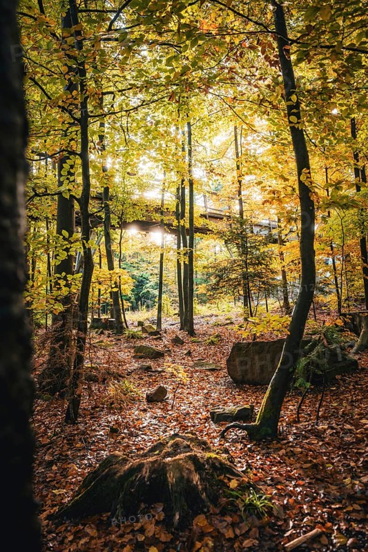 Autumn forest with treetop path and sunlight, Sommerberg, Bad Wildbad, Black Forest, Germany, Europe