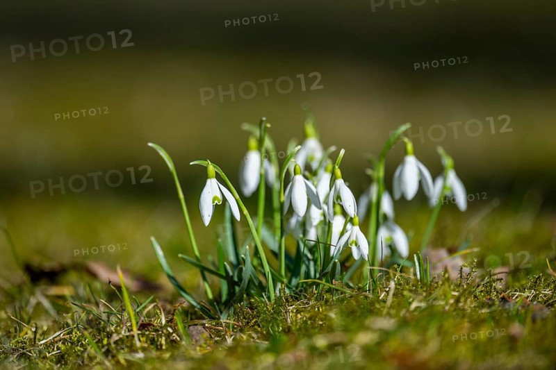 Common snowdrops (Galanthus nivalis) in flower in spring on a meadow on a sunny day, Bavaria, Germany, Europe