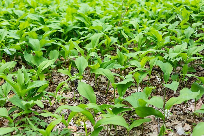 Flowering lily of the valley (Convallaria majalis) in the forest near Moritzburg, Saxony, Germany, Europe