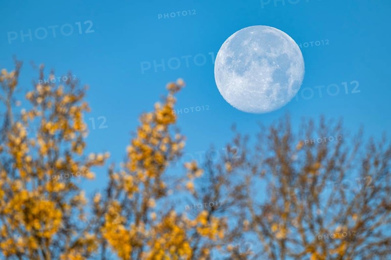 Full moon over autumnal tree, Stuttgart, Rosensteinpark, Baden-Württemberg, Germany, Europe