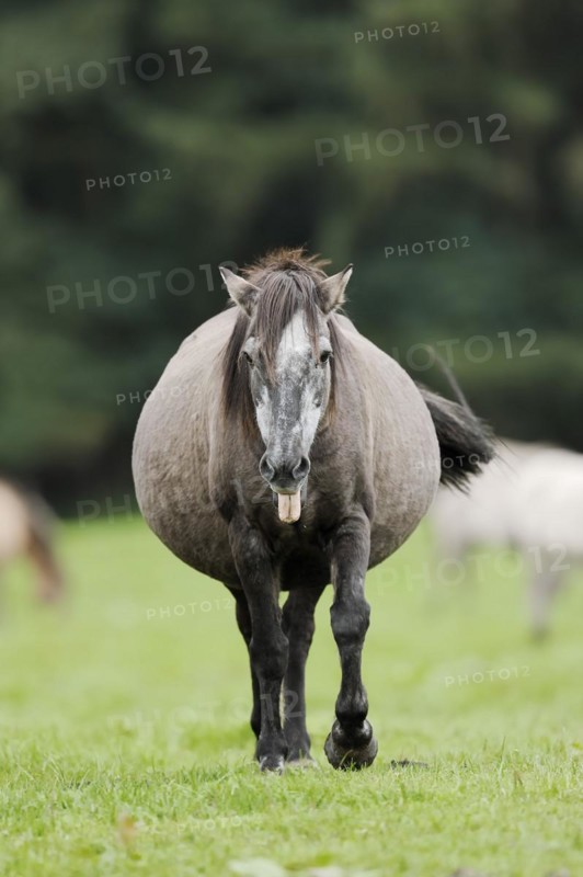 Dülmener Wildpferd, pregnant mare, Merfelder Bruch, Dülmen, North Rhine-Westphalia, Germany, Europe