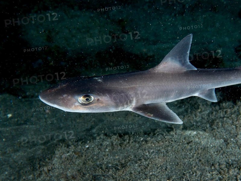 Close-up of a Common smooth-hound shark (Mustelus mustelus) swimming calmly above the seabed at night, Playa dive site, Los Cristianos, Tenerife, Canary Islands, Spain, Europe