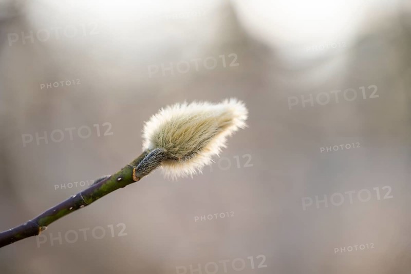 Flowering Goat willow (Salix caprea) with male flowers, willow catkins, Bavaria, Germany, Europe