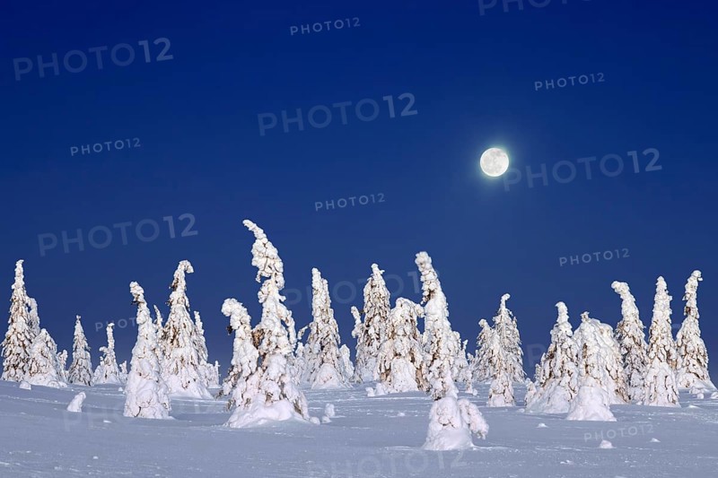Tykky forest, snow covered spruce trees on the taiga at full moon in winter, Riisitunturi National Park, Finnish Lapland, Posio, Koillismaa, Finland, Europe
