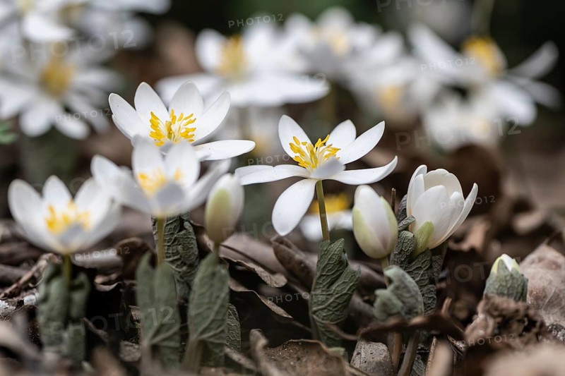 Canadian bloodroot (Sanguinaria canadensis), Emsland, Lower Saxony, Germany, Europe