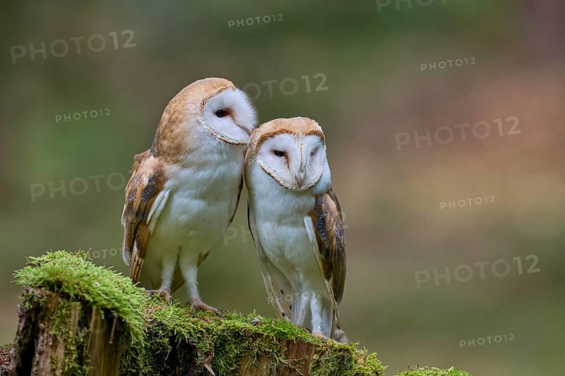 Pair of barn owls (Tyto alba) Bavaria, Germany, Europe