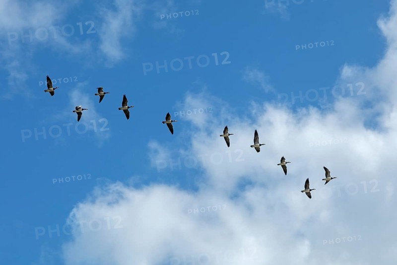 White-fronted geese, Barnacle geese (Branta leucopsis) Flock over the Elbe near Glückstadt, Schleswig-Holstein, Germany, Europe