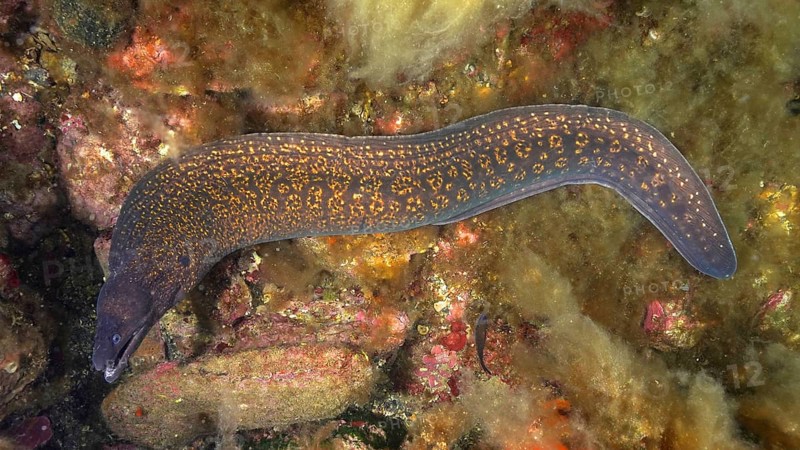 Mediterranean moray (Muraena helena), dive site marine reserve Cap de Creus, Rosas, Costa Brava, Spain, Mediterranean Sea, Europe