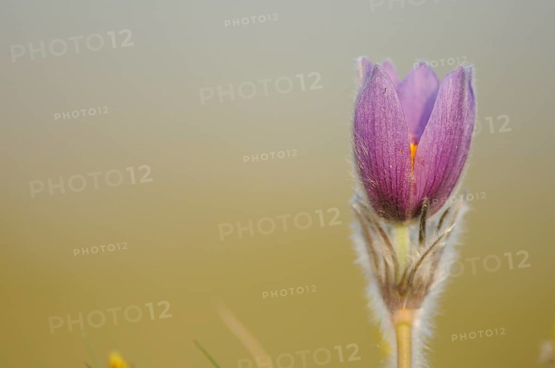 Purple flower against a light, soft background, Pasque flower (Pulsatilla vulgaris), Upper Palatinate