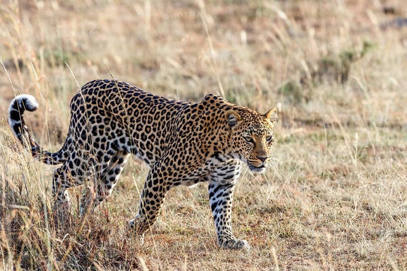 African Leopard (Panthera pardus) waking on the savanna, Maasai Mara National Reserve, Kenya, Africa