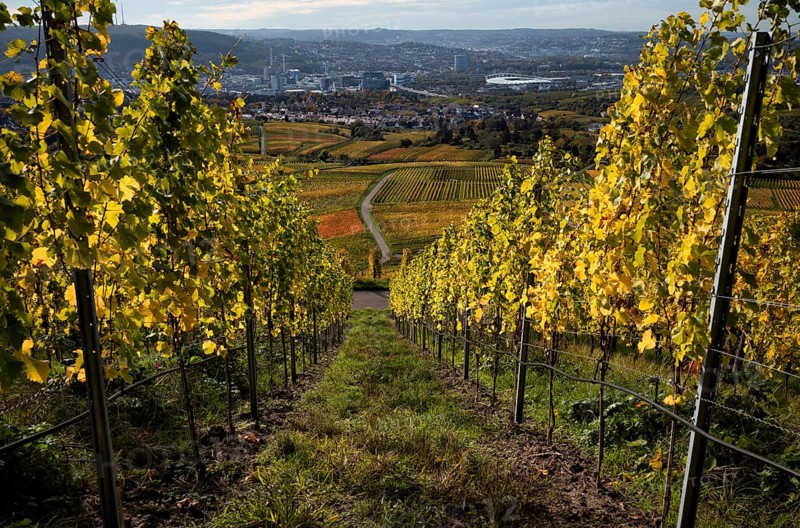 View of MHPArena, MHP Arena, gas boiler, Daimler Group headquarters, Untertürkheim plant, Stuttgart, over vineyard, vines, grapevines, vine cultivation, autumn colouring, autumn, Kappelberg, Fellbach, Waiblingen, Baden-Württemberg, Germany, Europe