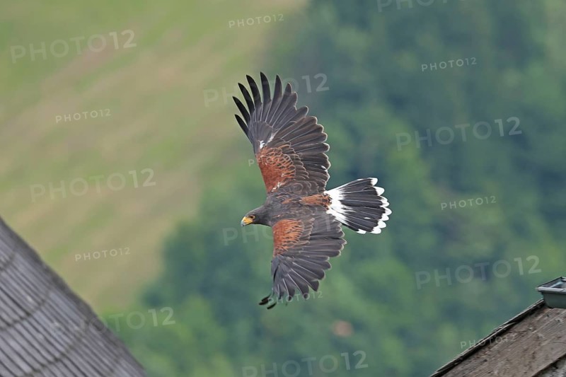 Harris's hawk (Parabuteo unicinctus), Hohenwerfen Castle, Salzburger Land, Austria, falconer, Harris's Hawk, Europe