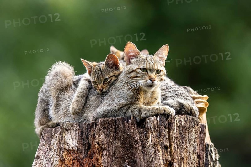 A protective cat with cuddling kittens on a tree trunk in the forest, wildcat (Felis silvestris), kitten, Germany, Europe