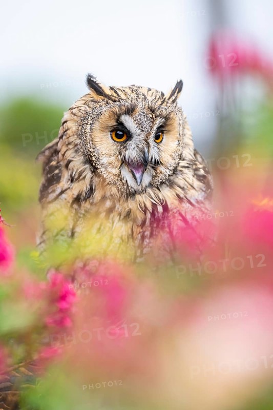 Long-eared owl (Asio otus), or lesser horned owl, sitting in middle of blossoming flowers, captive, Pyrenees, Catalonia, Spain, Europe