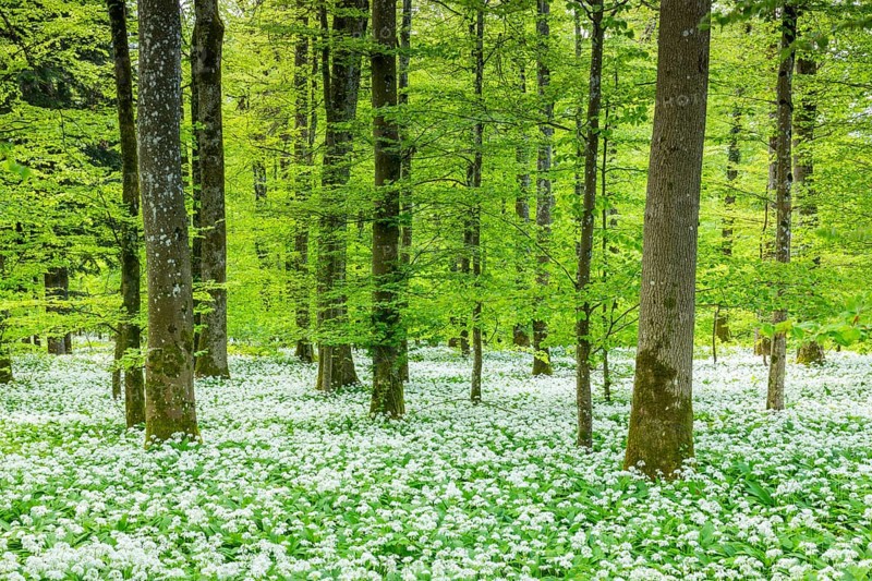 Wild garlic in flower (Allium ursinum), allium family (Allium), beech forest, Weiterdingen, Hegau, Baden-Württemberg, Germany, Europe