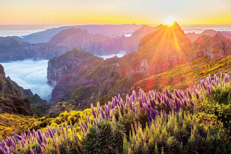View from Pico do Arieiro of mountains over clouds with Pride of Madeira flowers and blooming Cytisus shrubs on sunset with sunburst. Madeira island, Portugal, Europe