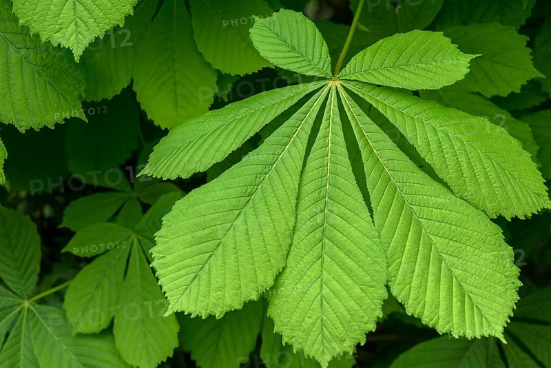 Spring leaf of a horse chestnut (Aesculus hippocastanum), Bavaria, Germany, Europe