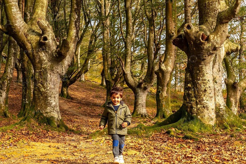 A young boy is walking through a forest with trees that have been cut down. The boy is wearing a green jacket and he is enjoying his time in the woods, beech forest