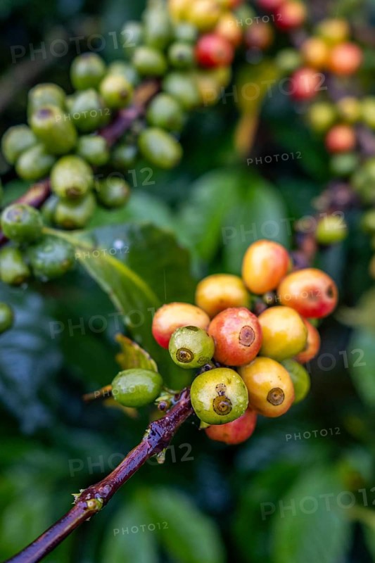 Coffea arabica fruit, Cocora Valley, Salento, Quindio, Colombia, South America