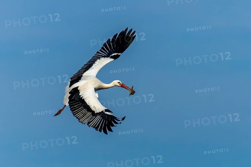 A flying stork carries its prey in its beak across the clear sky, white stork (Ciconia ciconia), wildlife, Germany, Europe