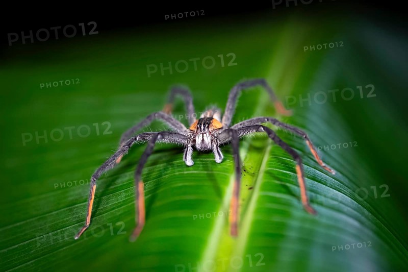 Getazi comb spider or Getazi banana spider (Cupiennius tazi), adult male sitting on a leaf at night, at night in the tropical rainforest, Refugio Nacional de Vida Silvestre Mixto Bosque Alegre, Alajuela province, Costa Rica, Central America