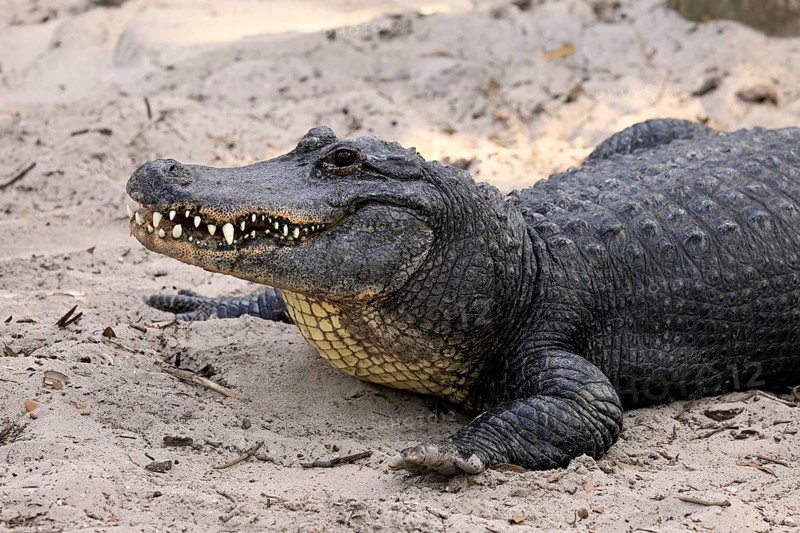 Mississippi Alligator (Alligator mississippiensis), pike alligator, adult, friendly, portrait, smiling, on land, in the sand, Florida, USA, North America