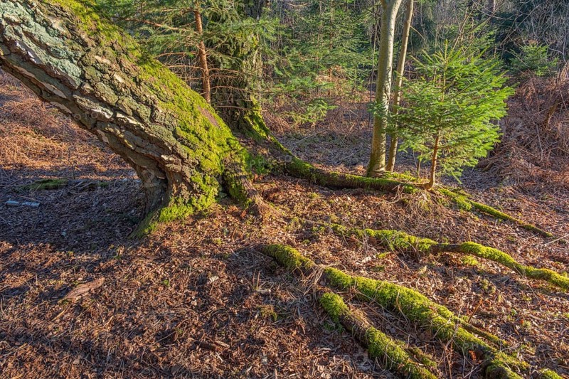 View of the roots of a birch (Betula) and a small fir tree (Abies) apparently growing on a tree root in the moor adventure trail, Otternhagener Moor, Resse, Neustadt am Rübenberge, Hanover, Lower Saxony, Germany, Europe