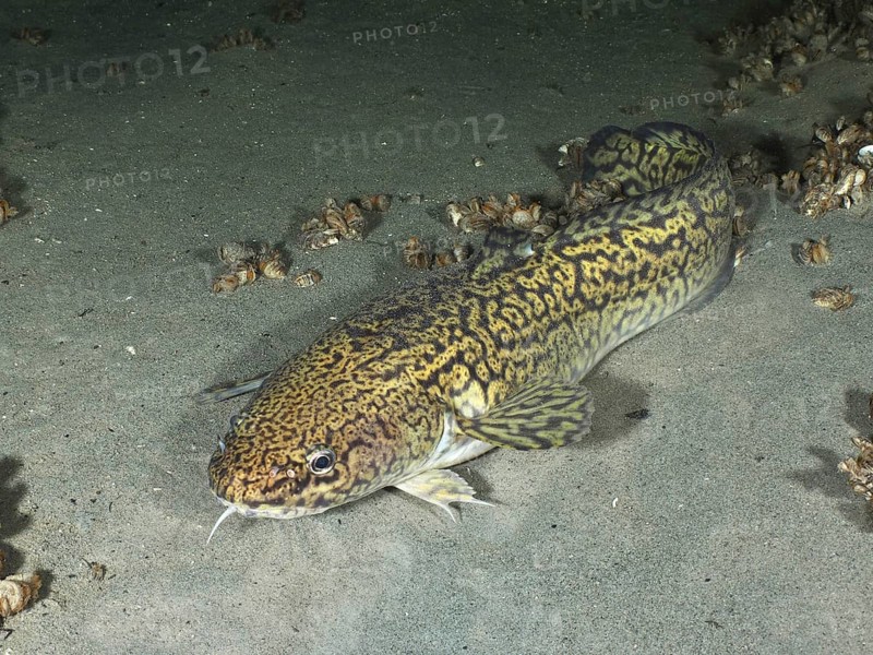Tiger fish, burbot (Lota lota), resting on sandy bottom, dive site Steilwand, Wallhausen, Lake Constance, Germany, Europe