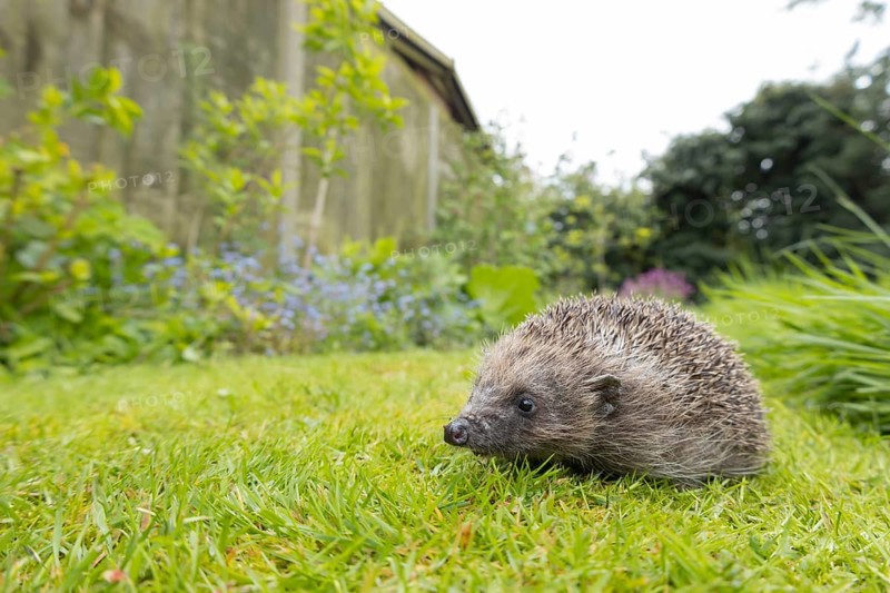 European hedgehog (Erinaceus europaeus) adult animal on a garden grass lawn in the spring, England, United Kingdom, Europe