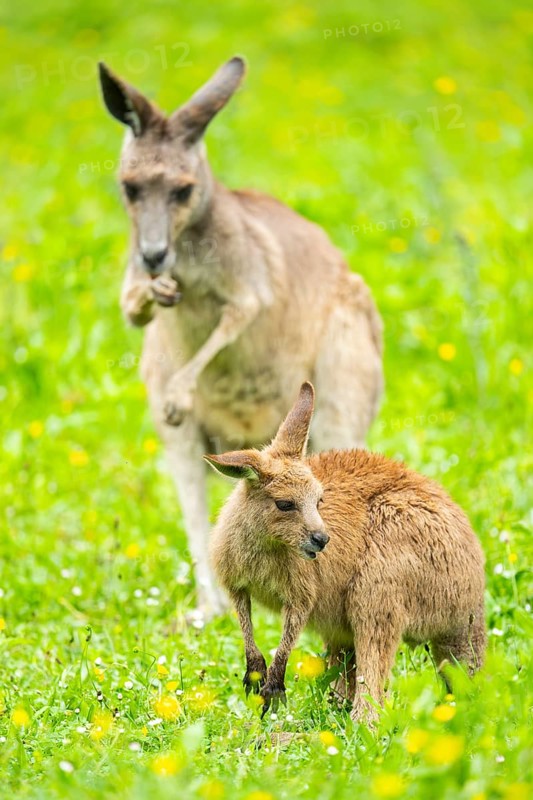 Eastern grey kangaroo (Macropus giganteus) on a meadow, Bavaria, Germany, Europe