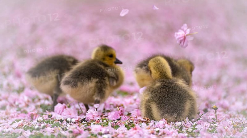 Canada goose chicks (Branta canadensis) four running through a meadow covered with pink cherry blossoms, daisies, flowers flying through the air, blurred pink background, Rombergpark, Dortmund, North Rhine-Westphalia, Germany, Europe