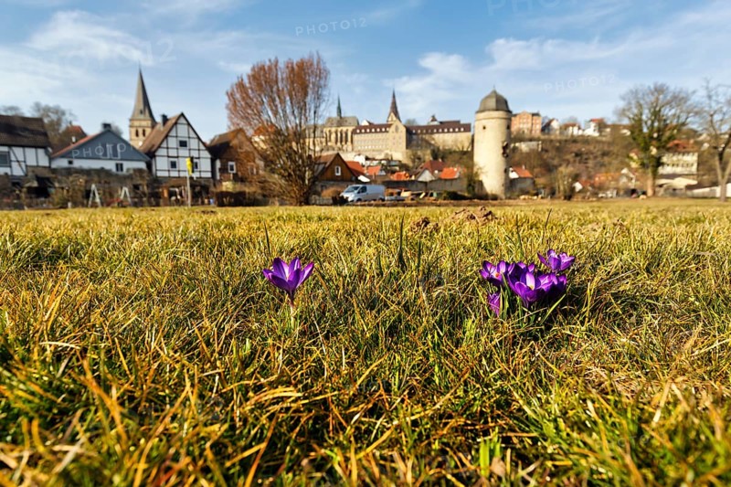 Crocuses in a meadow, town panorama, old town, Hanseatic town of Warburg, Warburger Börde, Upper Weser Uplands, Germany, Europe