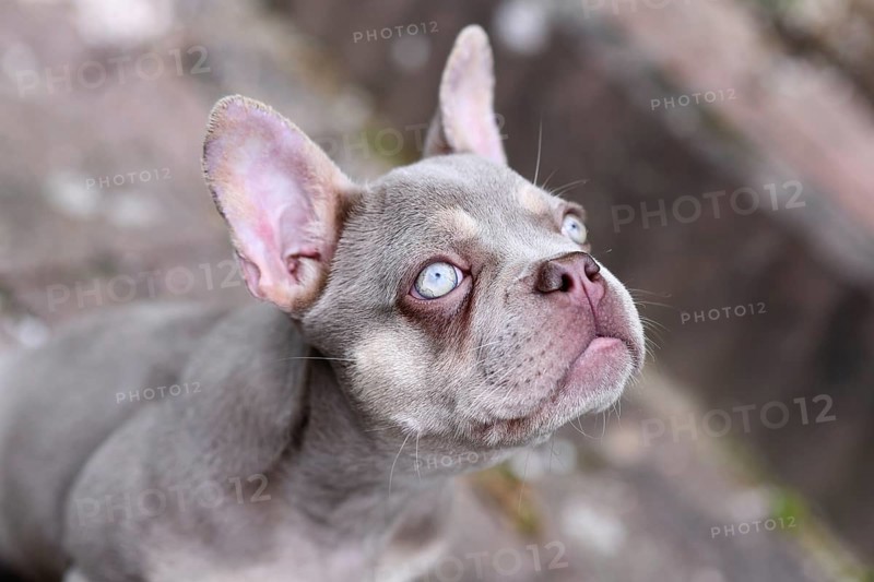 New Shade Isabella French Bulldog dog with very light blue eyes
