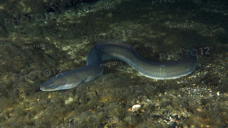 A European eel (Anguilla anguilla) in a dark, rocky underwater environment, dive site Zollbrücke, Rheinau, Canton Zurich, Rhine, High Rhine, Switzerland, Germany, Europe