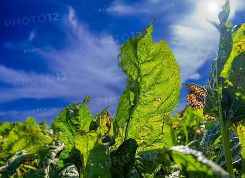 Leaves of sugar beet (Beta vulgaris subsp. vulgaris) on a field backlit against a blue sky, Braunschweig, Lower Saxony, Germany, Europe