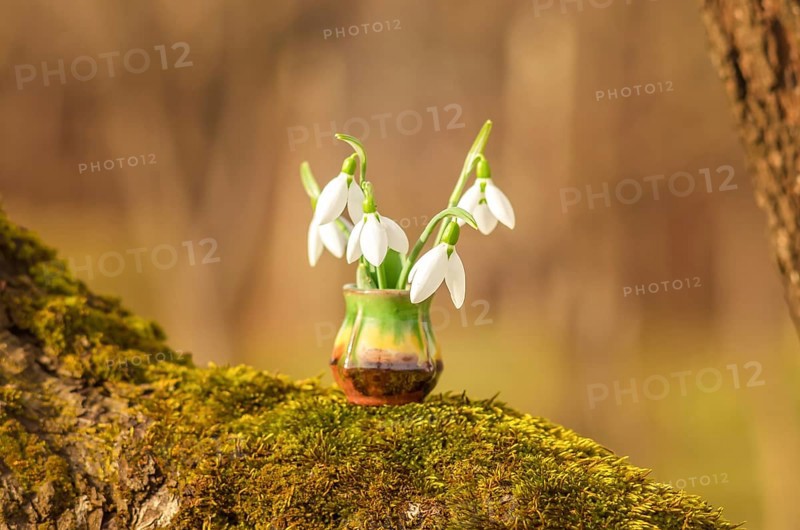 Snowdrop spring flowers. Still life with snowdrops on a sunny day. Snowdrops and sunshine. Wood and Snowdrops. Bulgaria