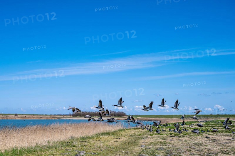 Flock of birds flying up on the shore of a lake, dynamic scene in nature, Greetsiel, Norden, East Frisia, Lower Saxony