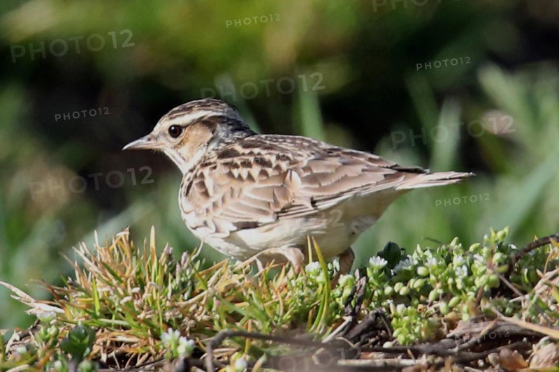 Woodlark standing on green grass looking left