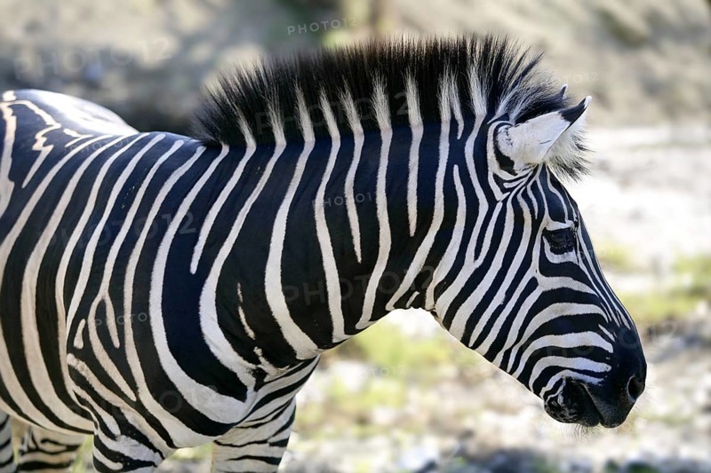 Beautiful african Zebra outdoor striped skin horse