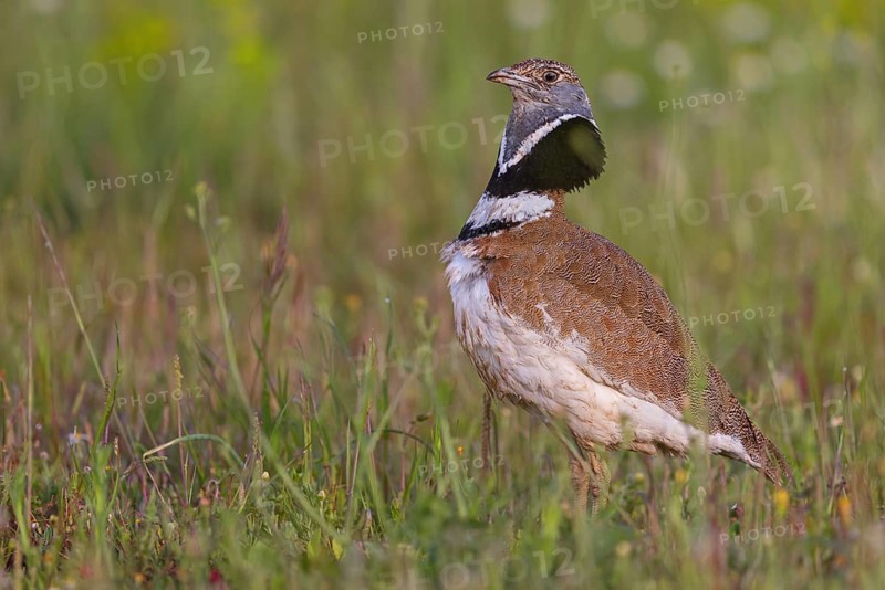 Little bustard (Tetrax tetrax) Outarde canepetière, Sisón Común, Hides De Calera / Great Bustard, Calera Y Chozas, Castilla La Mancha / Toledo, Spain, Europe